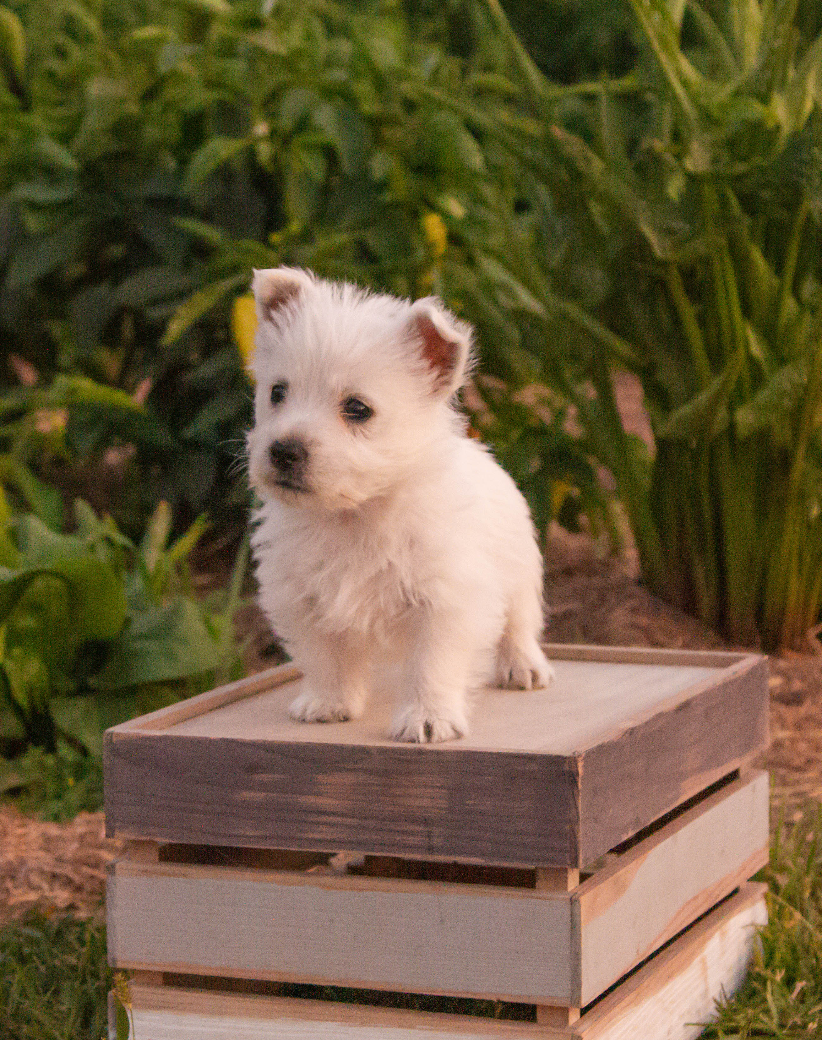 puppy, for, sale, West Highland White Terrier, Amos B. King, dog, breeder, Romney, WV, dog-breeder, puppy-for-sale, forsale, nearby, find, puppyfind, locator, puppylocator, aca